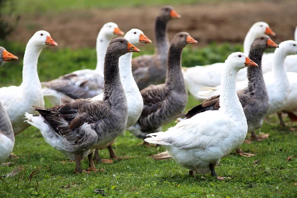 Hausgänse grasen auf traditioneller Dorfgans-Farm — Stockfoto