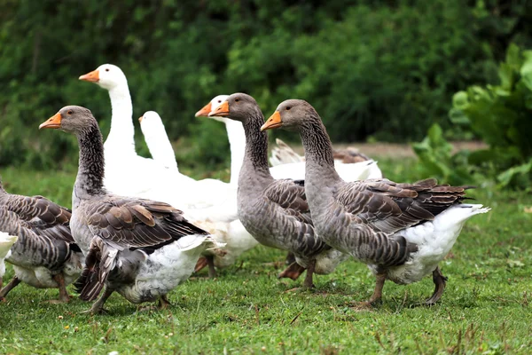 Tavuk çiftliği üzerinde beyaz yerli kaz grubu — Stok fotoğraf