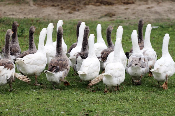 Tavuk çiftliği üzerinde beyaz yerli kaz grubu — Stok fotoğraf