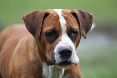 Amerikan bulldog kamera için poz