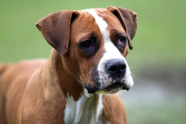 Tiro dianteiro de um buldogue amaricano em contexto natural — Fotografia de Stock