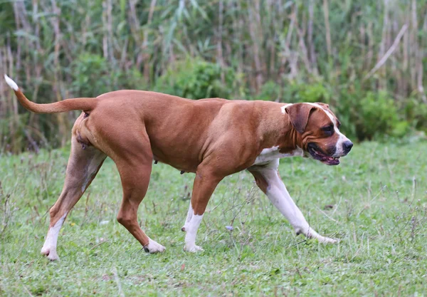 Vrouwelijke Amerikaanse bulldog op zomer weide landelijke scène — Stockfoto