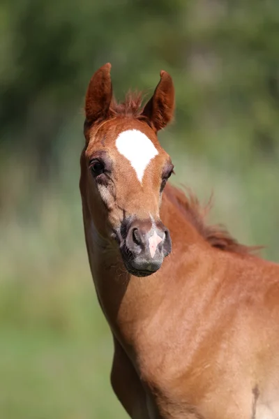 Χαριτωμένο φυλής αραβικό foal σε κοντινό πλάνο — Φωτογραφία Αρχείου