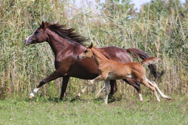 Birkaç hafta eski Arap yavru mera üzerinde dörtnala onun mare ile