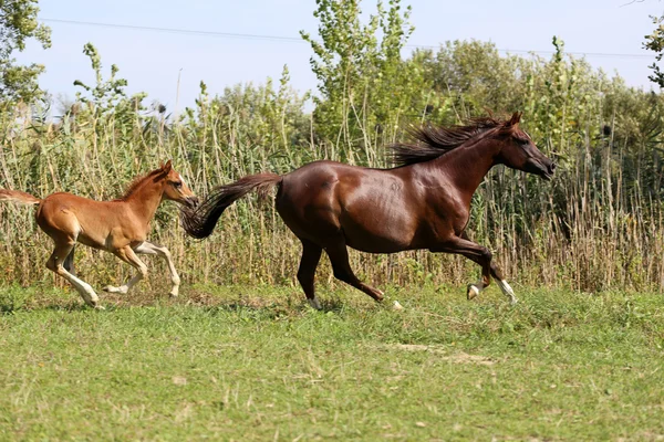 Caballos árabes canter sobre fondo natural verano —  Fotos de Stock