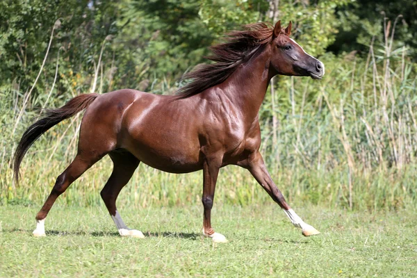 Beautiful young arabian mare galloping on pasture — Stock Photo, Image