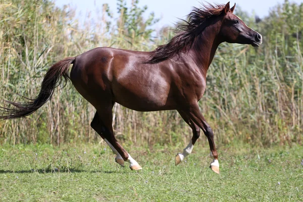 Koni arabskich galopujący na pastwiska zielone lato — Zdjęcie stockowe