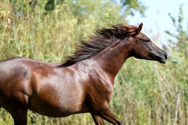 Arap cins at canter doğal arka plan yaz üzerinde