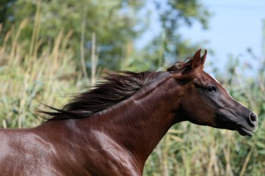 Mare canter çayır üzerinde