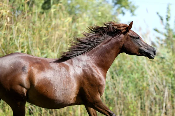 Arabische RAS paard galop op natuurlijke achtergrond zomer — Stockfoto