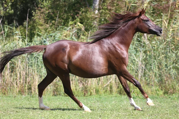 Caballo joven árabe galopando en el pasto contra caña verde —  Fotos de Stock