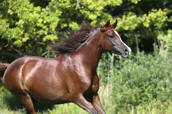 Арабская лошадь скачет по зеленому летнему пастбищу — стоковое фото