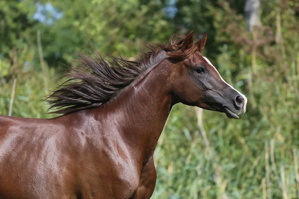 Caballo árabe de raza pura corriendo entorno natural — Foto de Stock