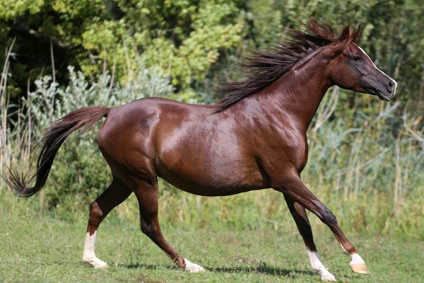 Hengst galop op de weide — Stockfoto