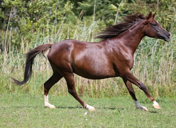 Caballo árabe de raza pura corriendo entorno natural —  Fotos de Stock