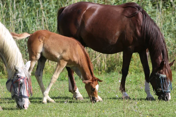 Mare y su potro pastando en los pastos durante el verano — Foto de Stock