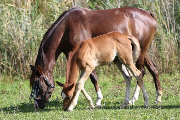 与她的母亲几周龄小马驹吃草 — 图库照片