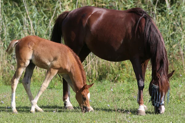 Few weeks old foal graze with her mother — Stock Photo, Image