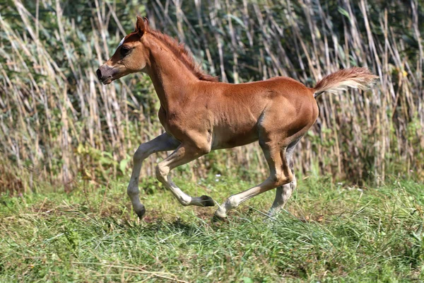 Few weeks old chestnut arabian foal on summer meadow — Stock Photo, Image