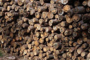 Woodpile, taze kereste bekleyen dağıtım kesme 