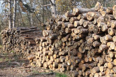 Satırdaki sonbahar ormandaki çam ağaç kütükleri