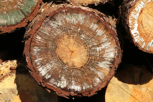 Troncos de pino recién cortados en el bosque al aire libre — Foto de Stock