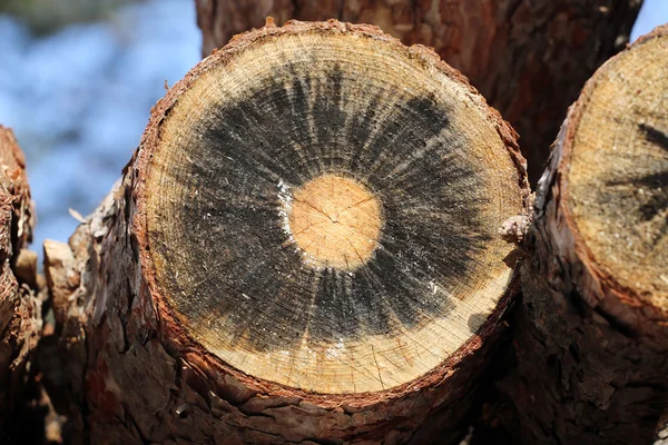 Holzstapel mit frischem Schnittholz warten auf Verteilung — Stockfoto