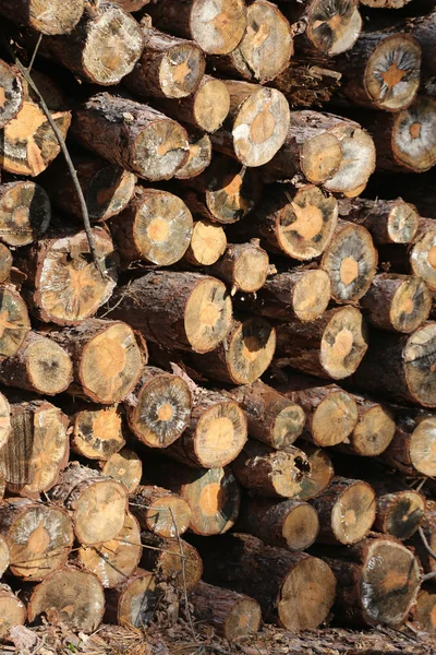 Woodpile από φρεσκοκομμένα ξυλείας εν αναμονή διανομής — Φωτογραφία Αρχείου