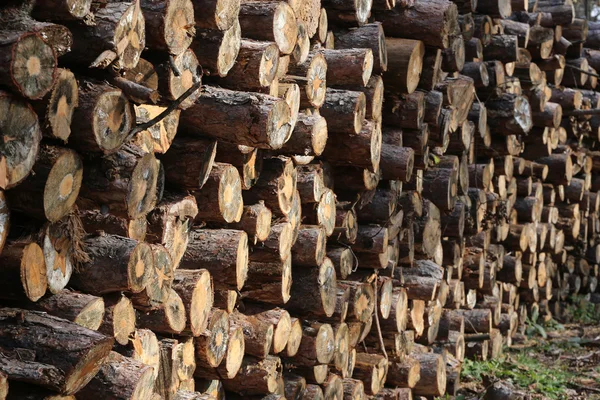 Pacotes de madeira acabada de cortar aguardando distribuição — Fotografia de Stock