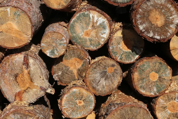 Tournage de billes de bois fraîchement coupées dans une pile — Photo