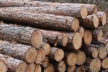 Taze ağaç günlükleri sonbahar sahne kadar Kazıklı kesmek