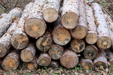 Woodpile, taze kereste bekleyen dağıtım kesme 