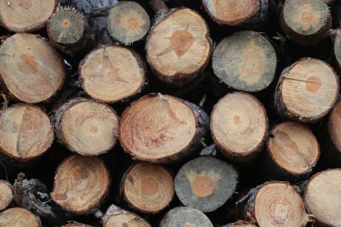 Taze ağaç günlükleri sonbahar sahne kadar Kazıklı kesmek