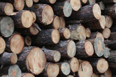 Taze kesilmiş çam ağacı orman açık havada günlüğe kaydeder. 