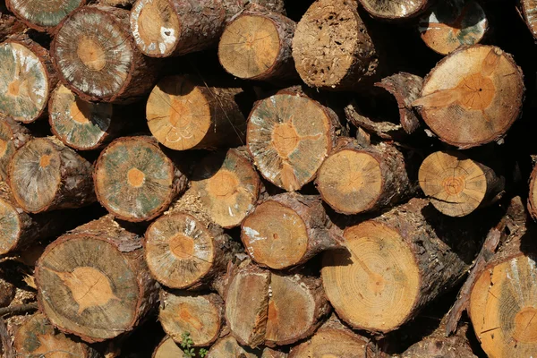 Troncos de madeira de árvore empilhados em uma floresta de pinheiros — Fotografia de Stock