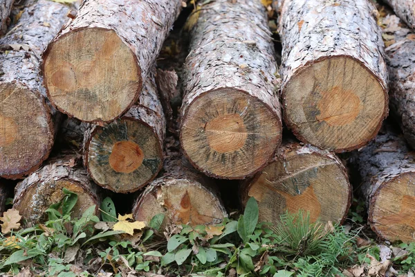 Tocones de pino en el bosque de otoño en fila — Foto de Stock