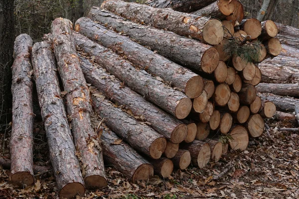 Troncos de pinheiro na floresta de outono em fileira — Fotografia de Stock