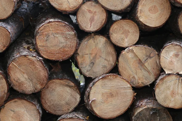 Holzeinschlag im Herbstwald ohne Menschen — Stockfoto