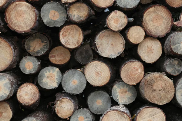 Madera aserrada de madera recién cortada en espera de distribución — Foto de Stock