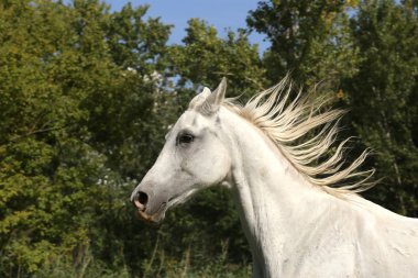 Gri renkli Arap atı canter mera üzerinde