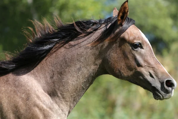 Closeup of a thoroughbred arabian mare — Stock Photo, Image