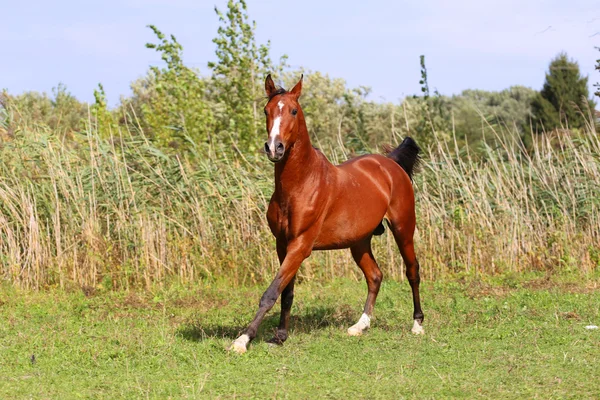 Чистая арабская лошадь скачет по зеленому летнему пастбищу — стоковое фото