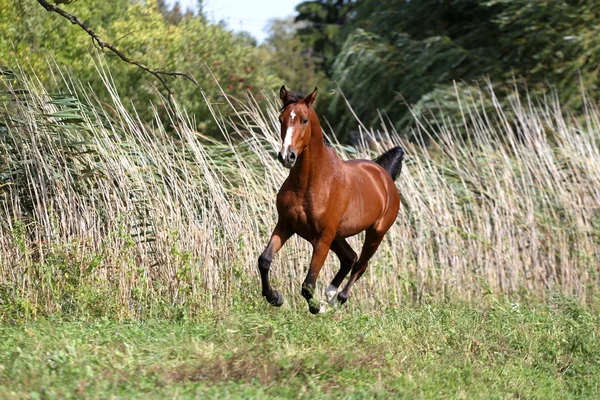 Volbloed jonge Arabische hengst galop op zomer weide — Stockfoto