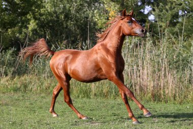 Safkan genç Arap aygırı canter yaz corral üzerinde