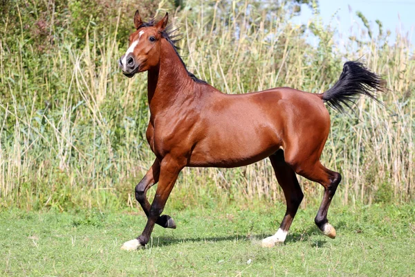 Hermoso caballo de raza árabe corriendo en el campo — Foto de Stock