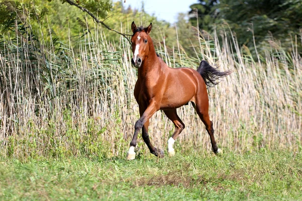 Caballo de raza árabe galopando a través de un verde pasto de verano —  Fotos de Stock