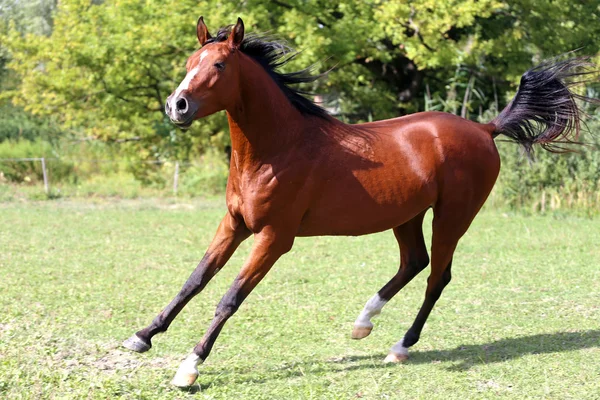 Arabian stallion löper galopp över Sommaräng — Stockfoto