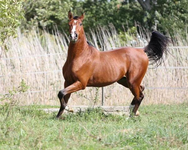 Красивая лошадь арабской породы бежит по полю — стоковое фото