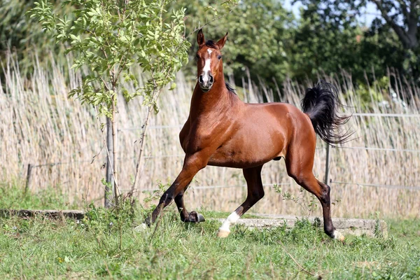 Caballo de raza árabe galopando a través de un verde pasto de verano — Foto de Stock