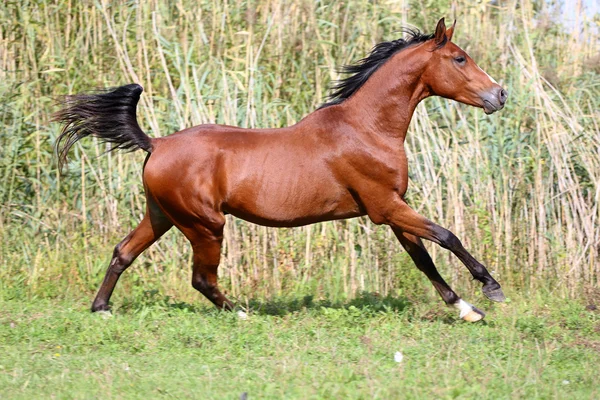 Thoroughbred young stallion canter on summer meadow — Stock Photo, Image